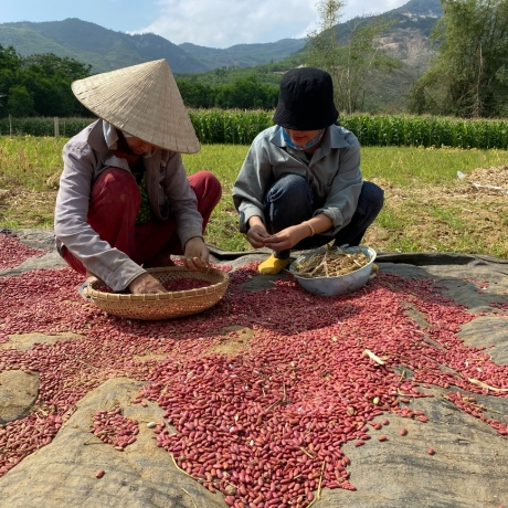 Ngũ cốc thuần việt (ocop 3 sao)
