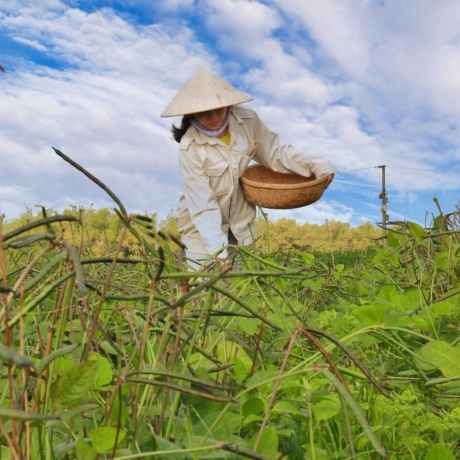 Ngũ cốc thuần việt (ocop 3 sao)